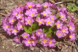 Primula vulgaris