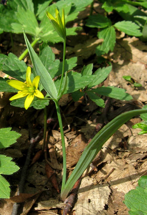 Image of Gagea lutea specimen.