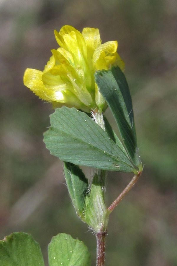 Image of Trifolium dubium specimen.