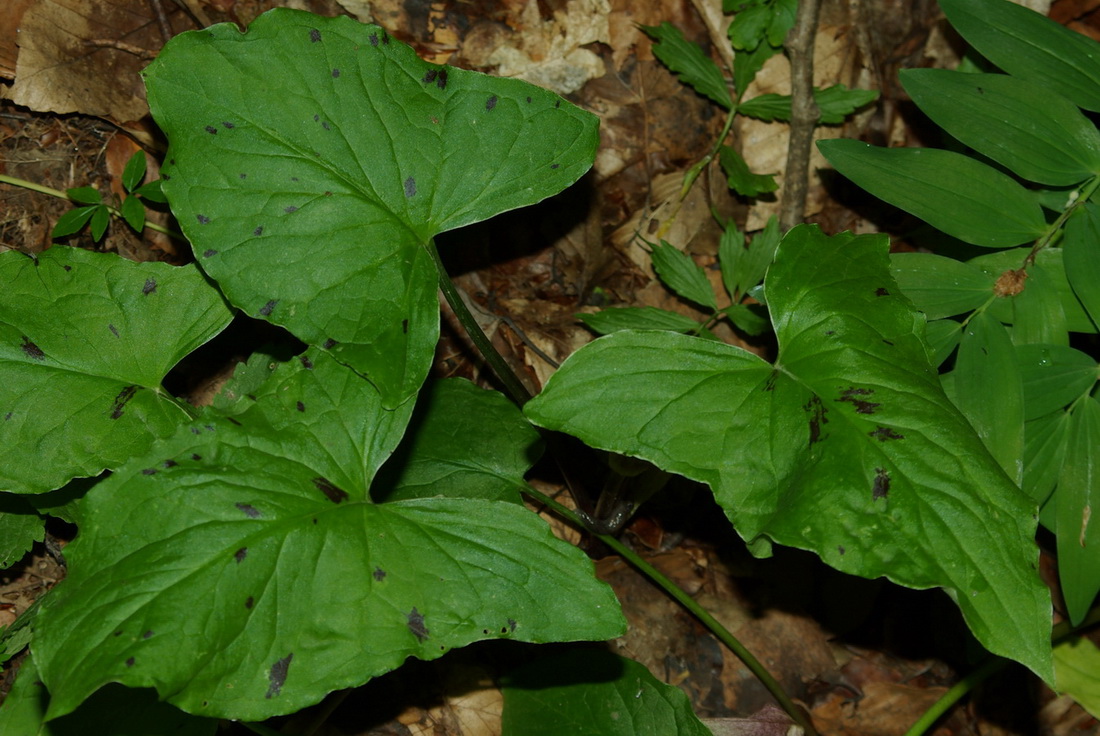 Изображение особи Arum maculatum.