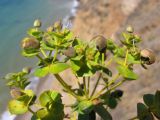 Euphorbia pseudoglareosa. Соплодие. Западное побережье Крыма, окр. мыса Лукулл, степь. 30 июня 2012 г.