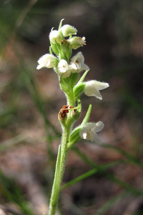 Image of Goodyera repens specimen.