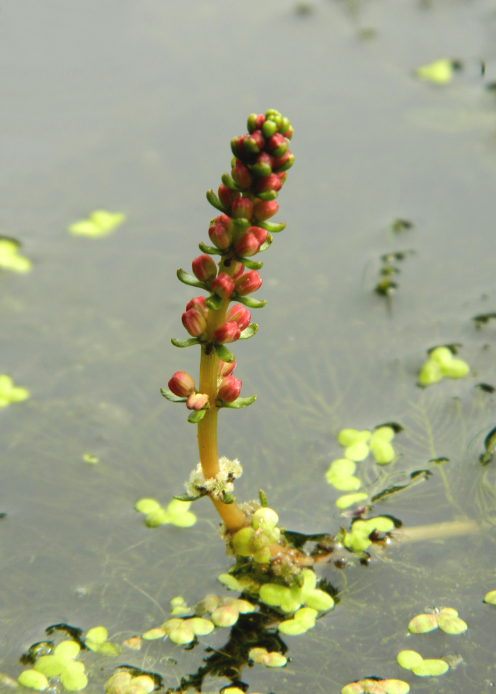 Image of Myriophyllum sibiricum specimen.