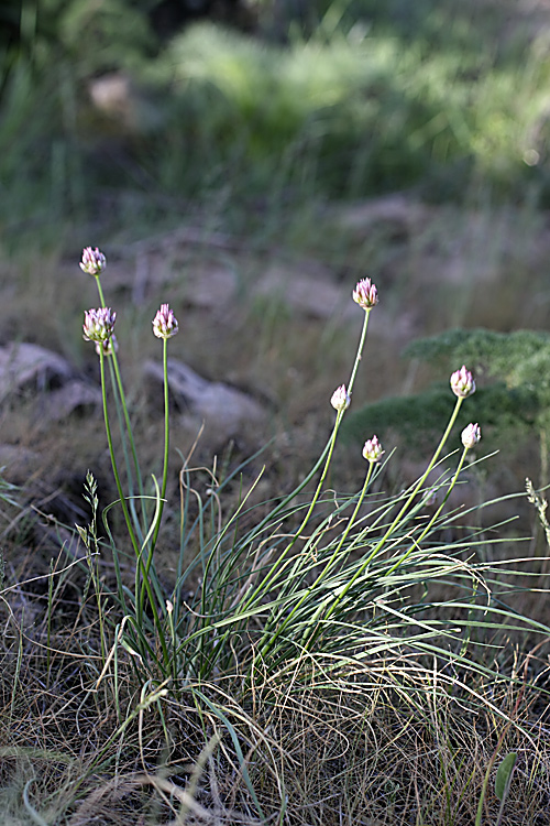 Image of Allium inconspicuum specimen.