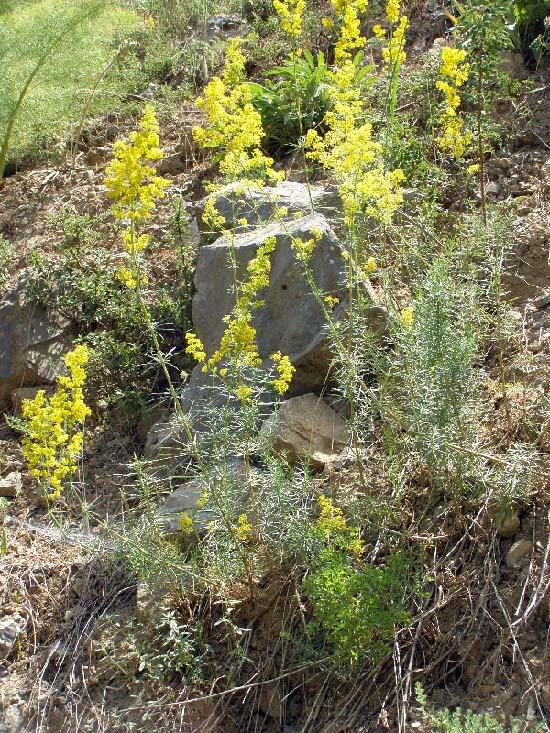 Изображение особи Galium pamiro-alaicum.