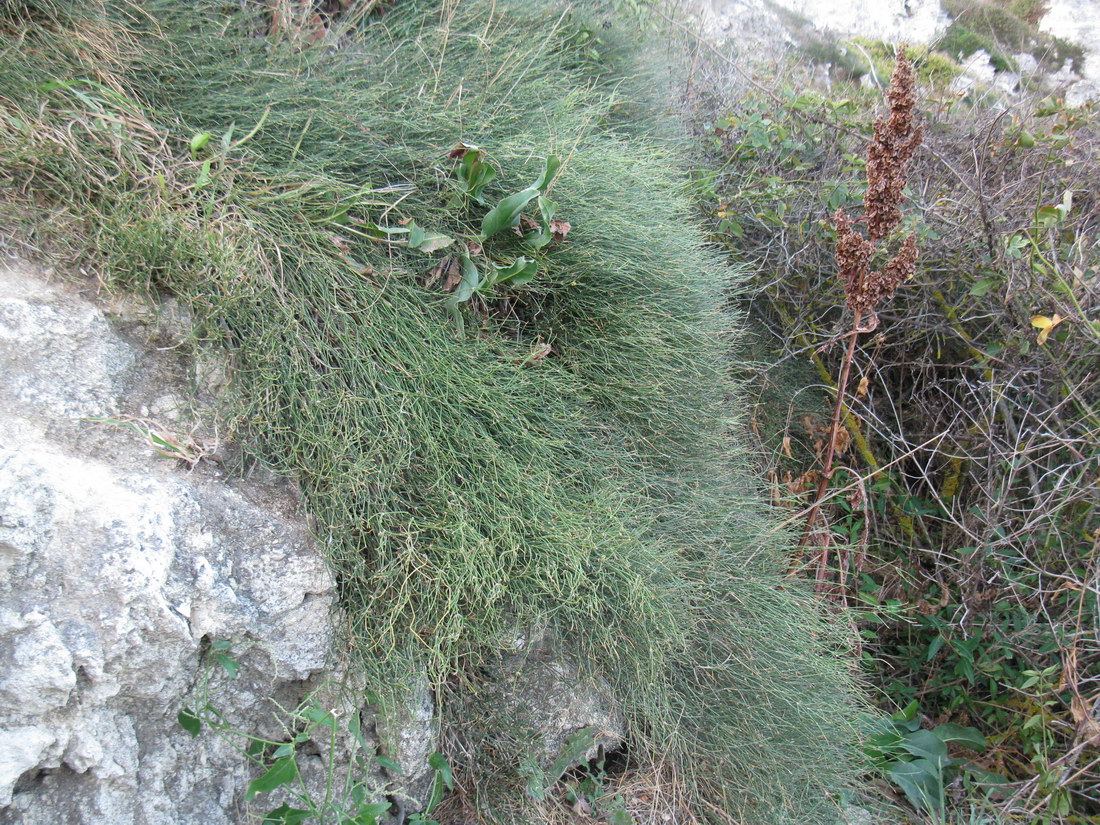 Image of Ephedra distachya specimen.