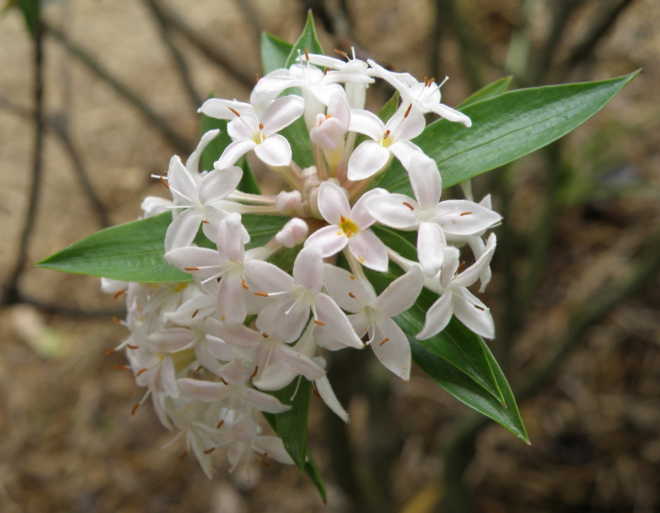 Изображение особи Pimelea longifolia.