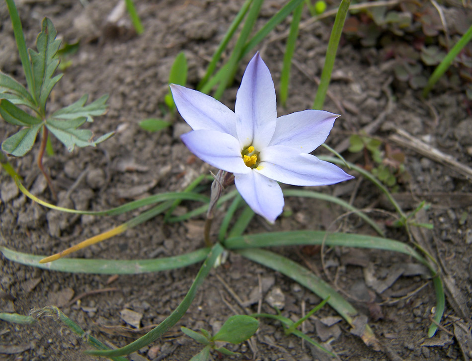 Image of Ipheion uniflorum specimen.