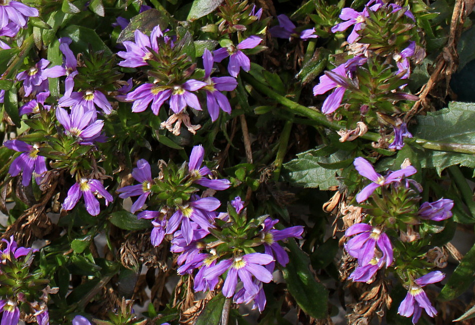 Image of Scaevola aemula specimen.