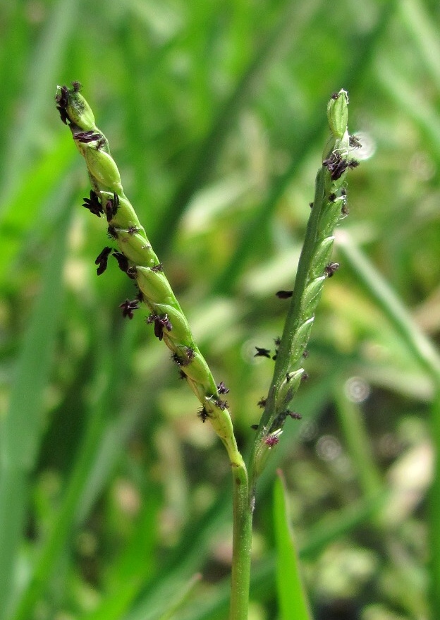 Image of Paspalum paspalodes specimen.