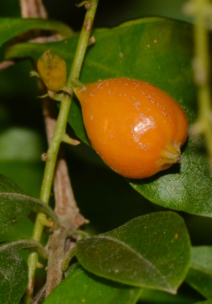 Image of Duranta erecta specimen.