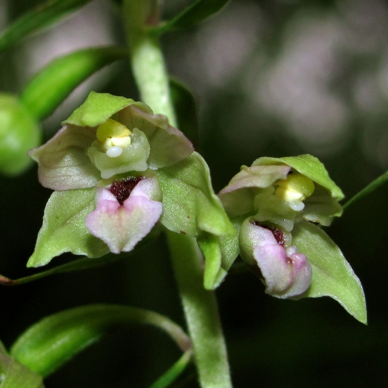 Изображение особи Epipactis helleborine.