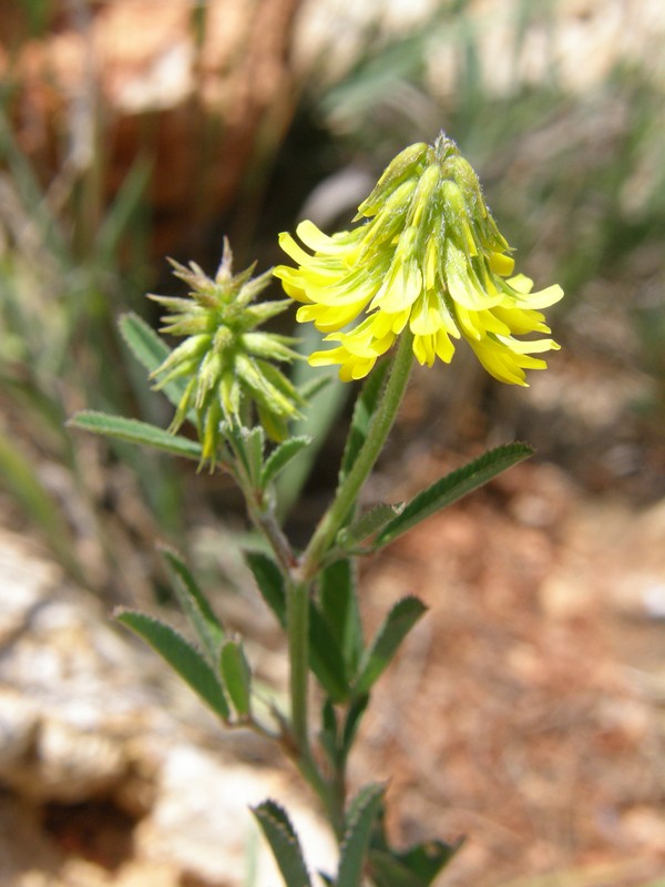 Image of Trigonella spicata specimen.