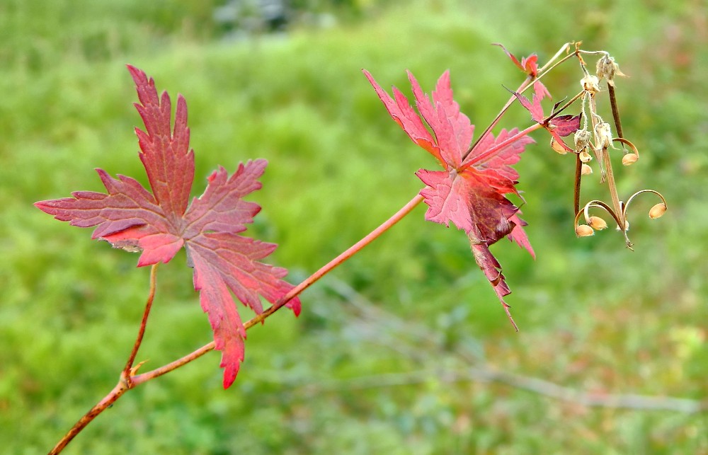 Изображение особи Geranium platyanthum.