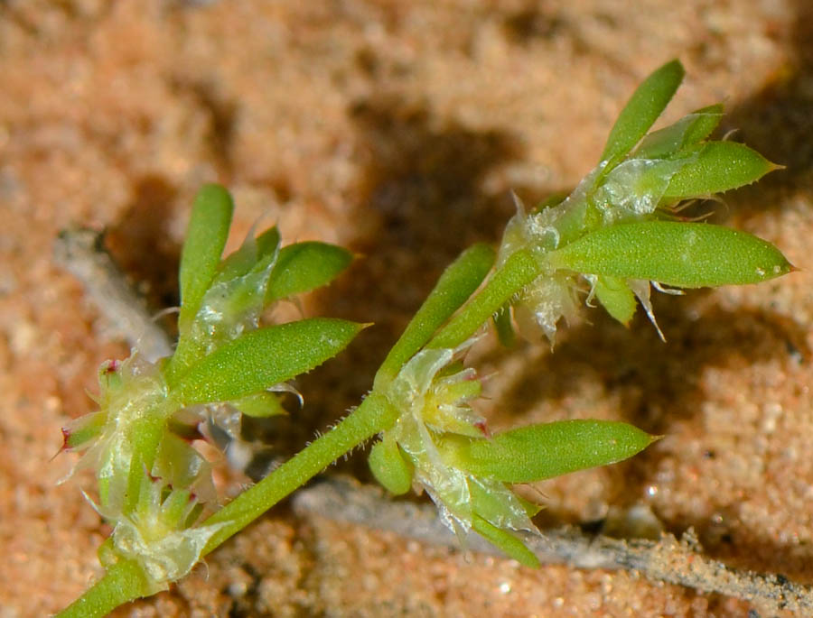 Image of Paronychia arabica specimen.