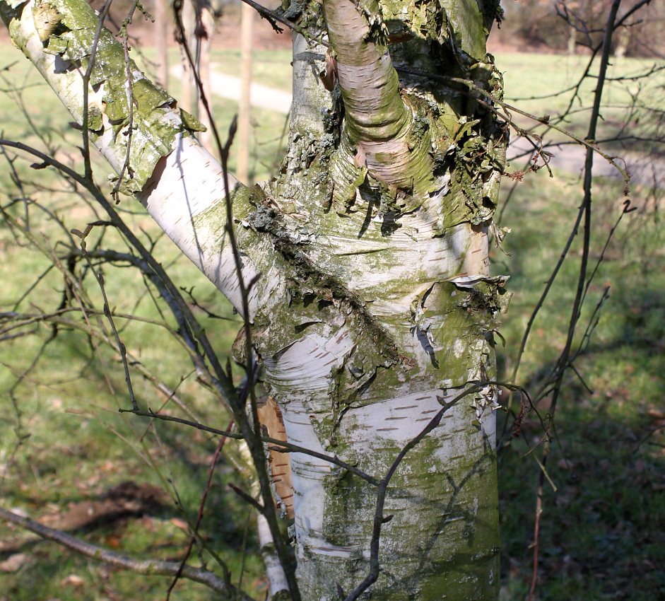 Image of genus Betula specimen.