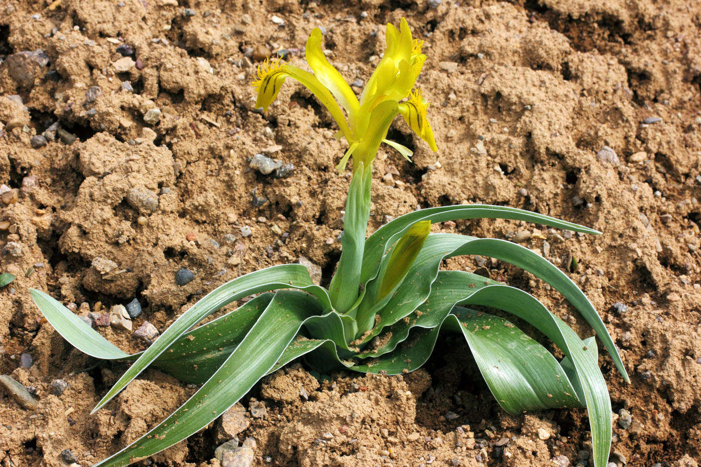 Image of Juno tubergeniana specimen.