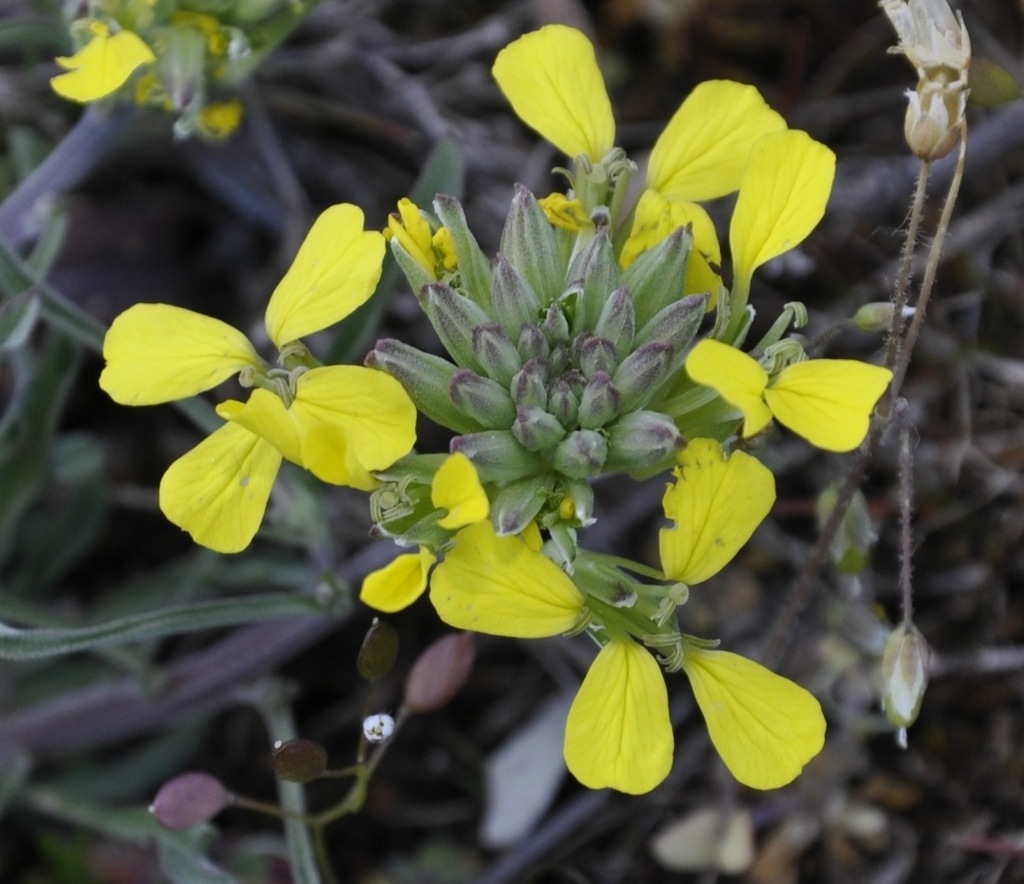 Image of genus Erysimum specimen.