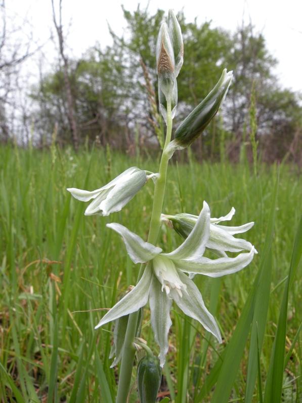 Image of Ornithogalum boucheanum specimen.