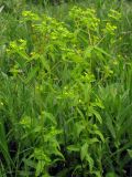 Euphorbia stricta. Цветущие растения. Горный Крым, влажная поляна на склоне Демерджи. 18 мая 2013 г.