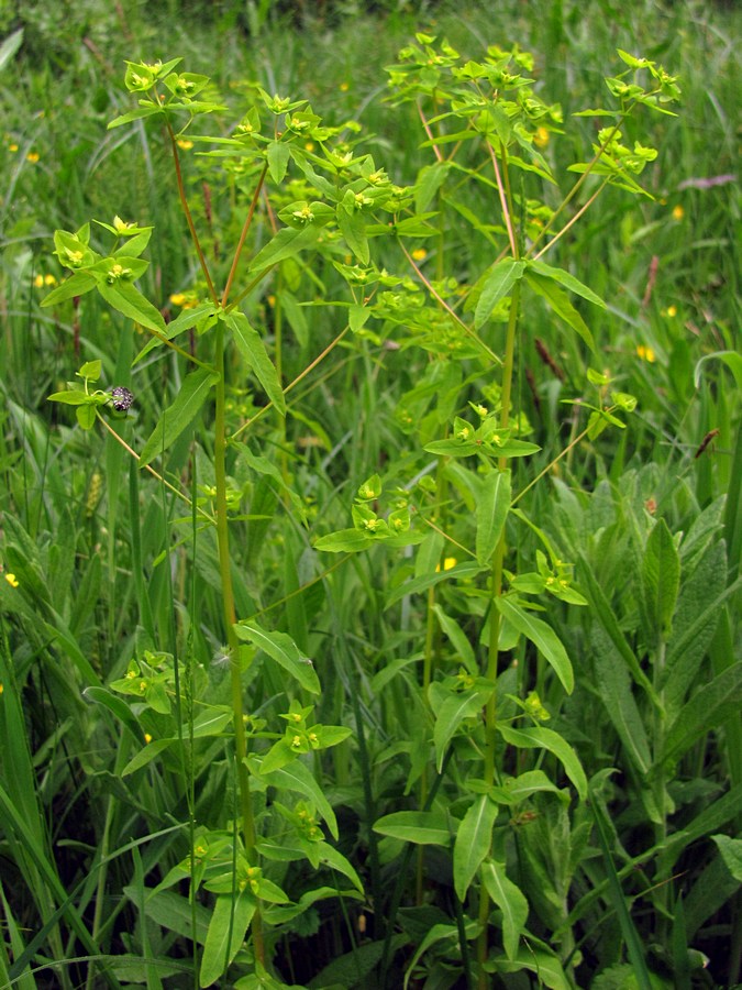 Image of Euphorbia stricta specimen.