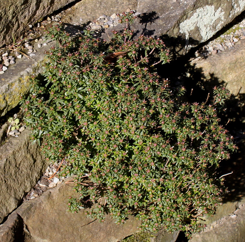 Изображение особи Iberis sempervirens.