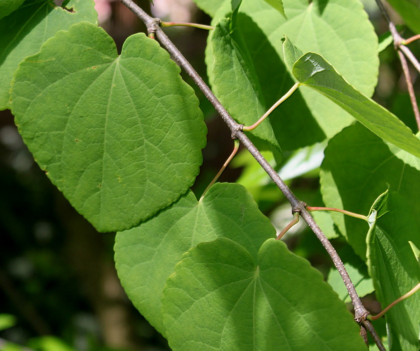 Image of Cercidiphyllum magnificum specimen.