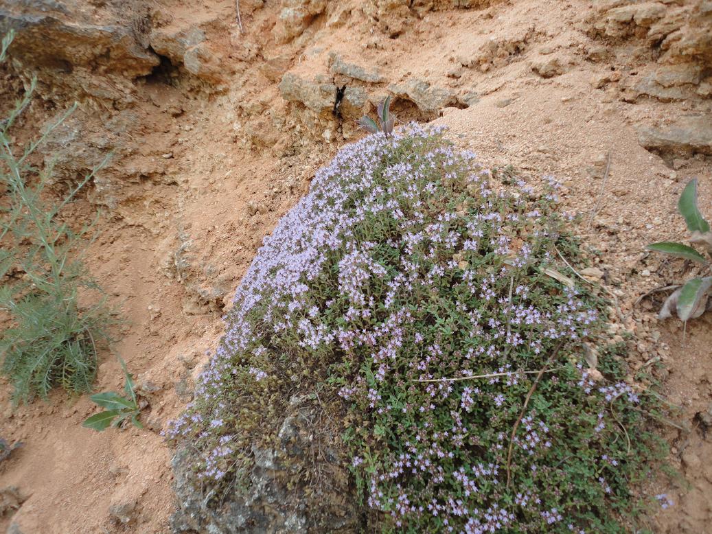 Image of Thymus moldavicus specimen.