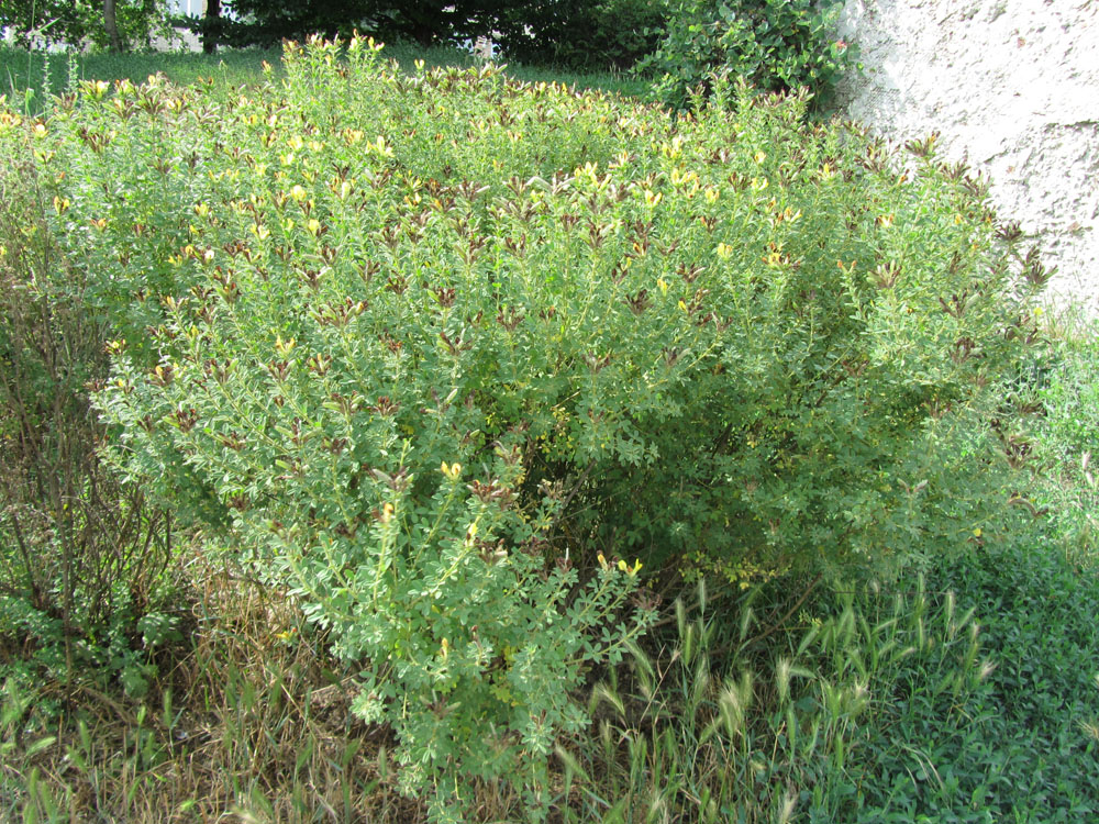 Image of Chamaecytisus austriacus specimen.