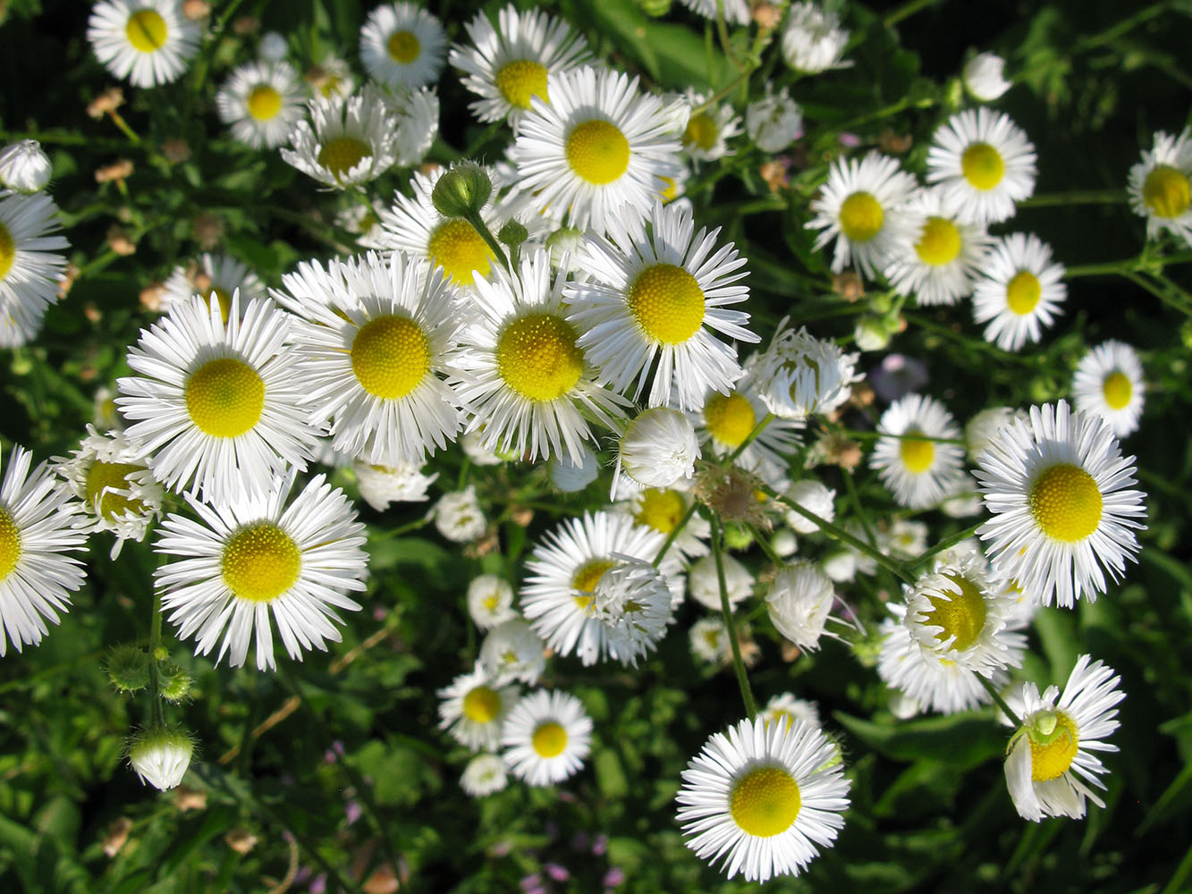 Image of Erigeron annuus specimen.