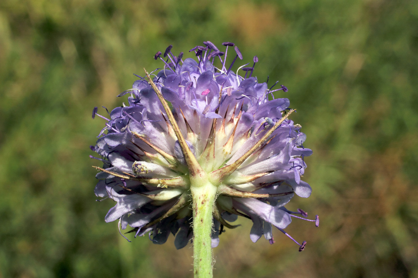 Изображение особи Dipsacus dipsacoides.