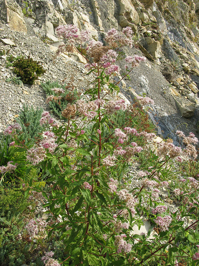 Image of Eupatorium cannabinum specimen.