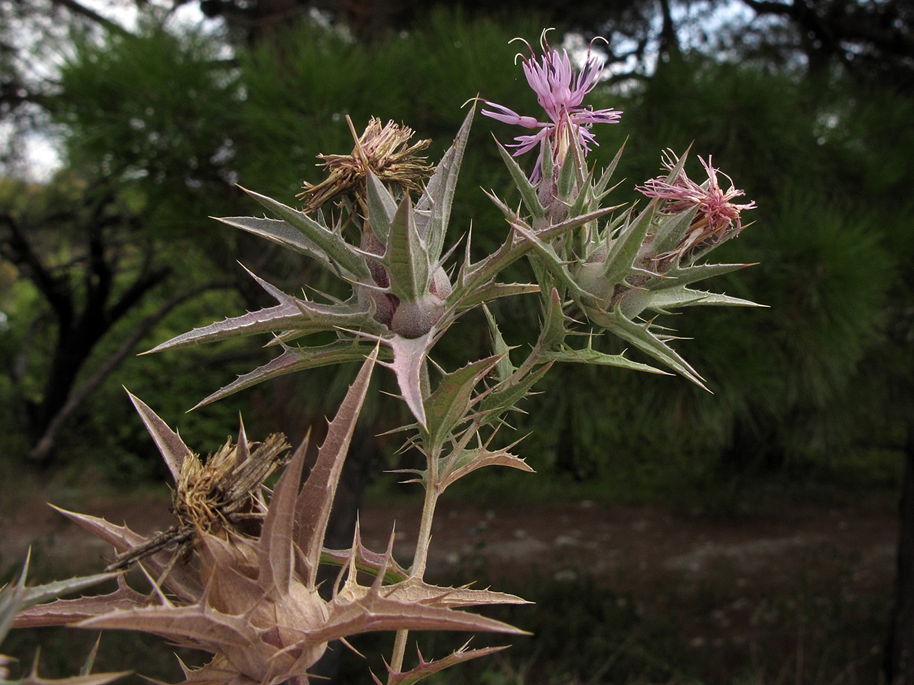 Изображение особи Carthamus glaucus.