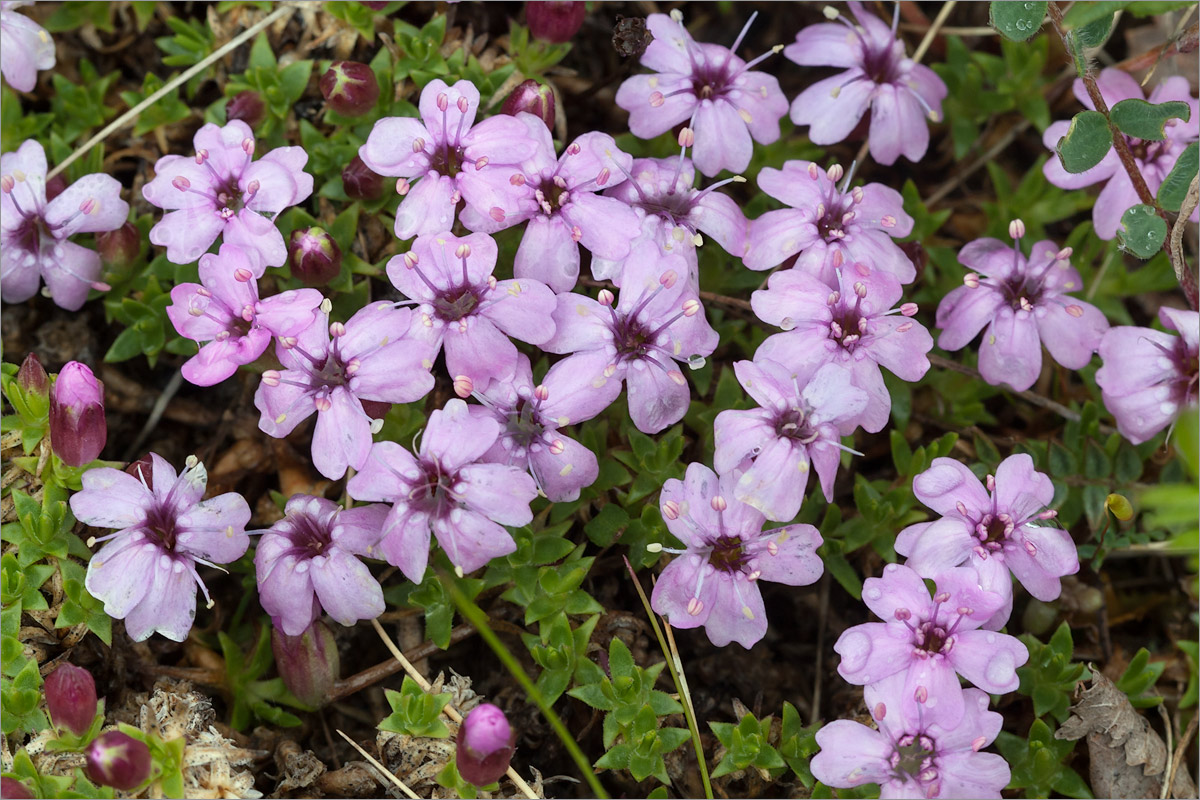 Изображение особи Silene acaulis.