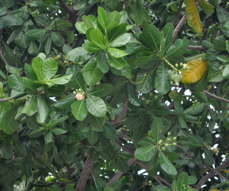 Image of Barringtonia asiatica specimen.