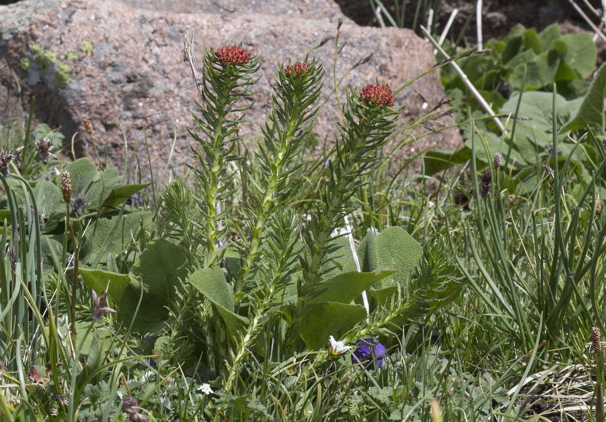 Изображение особи Rhodiola linearifolia.