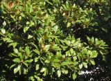 Magnolia grandiflora. Часть кроны взрослого дерева с созревающими плодами. Крым, г. Ялта, в культуре. 4 августа 2013 г.