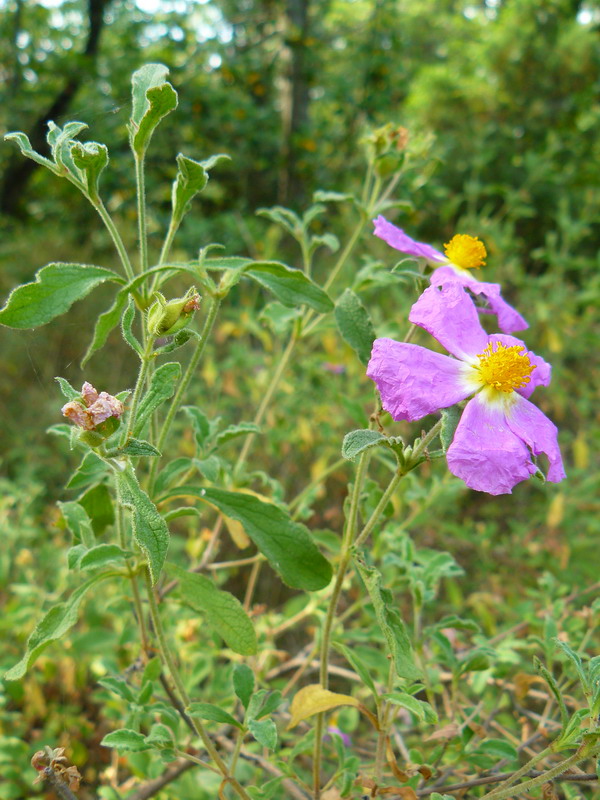 Image of Cistus tauricus specimen.