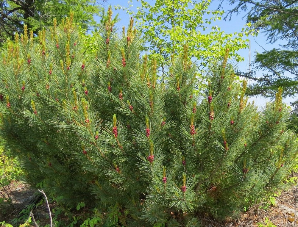 Image of Pinus pumila specimen.