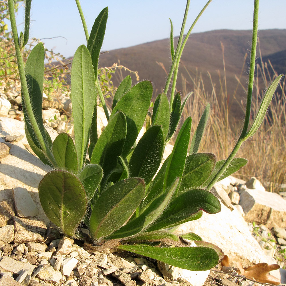 Изображение особи Pilosella &times; auriculoides.