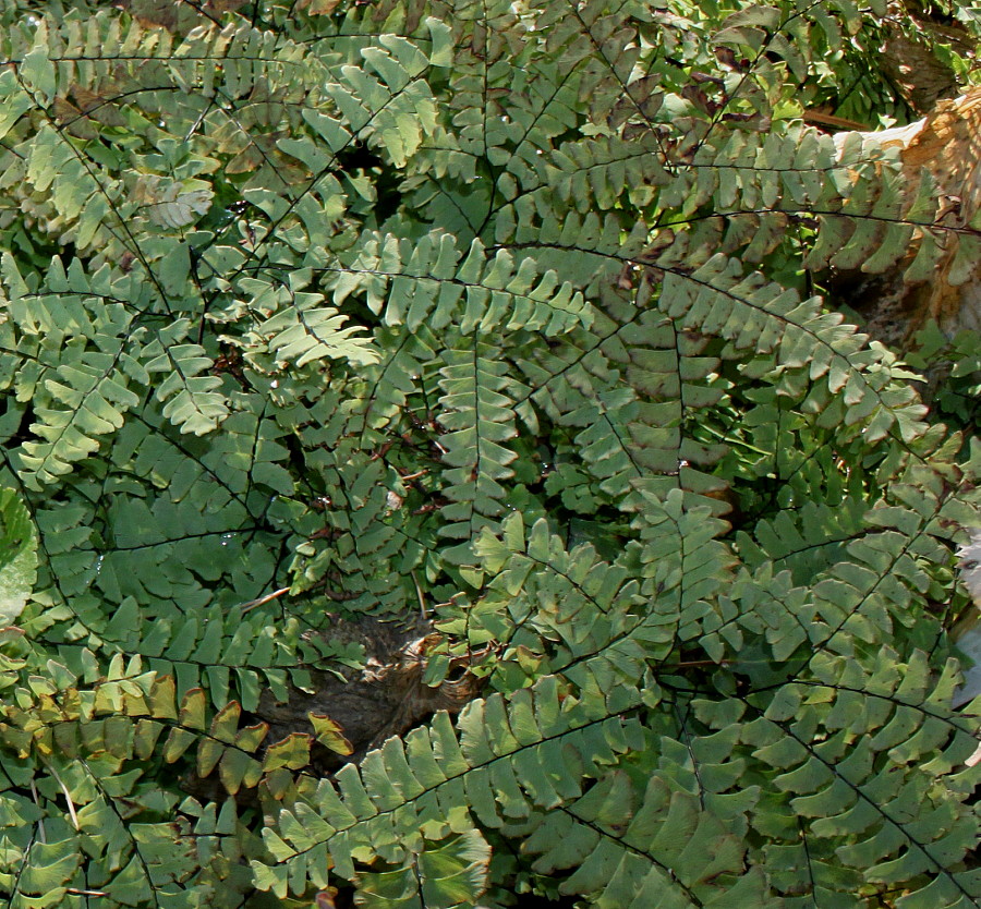 Изображение особи Adiantum pedatum.