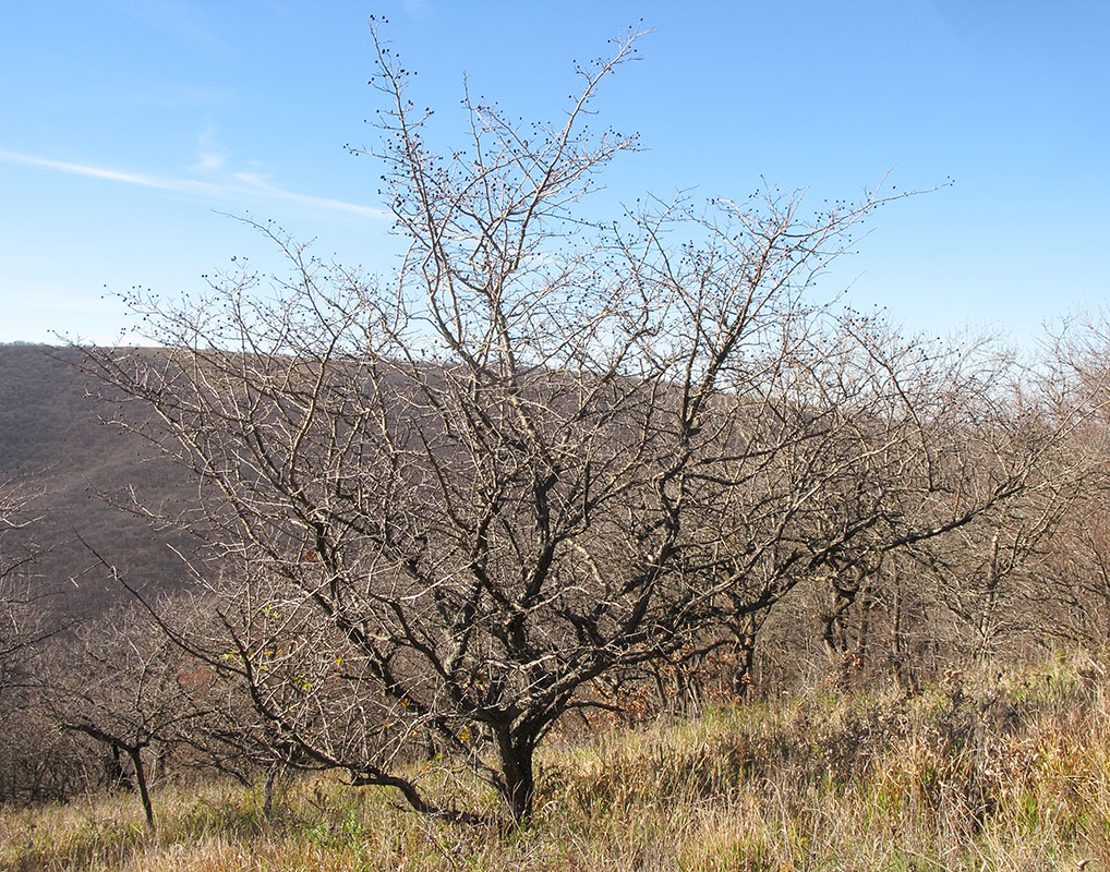 Image of Crataegus pentagyna specimen.