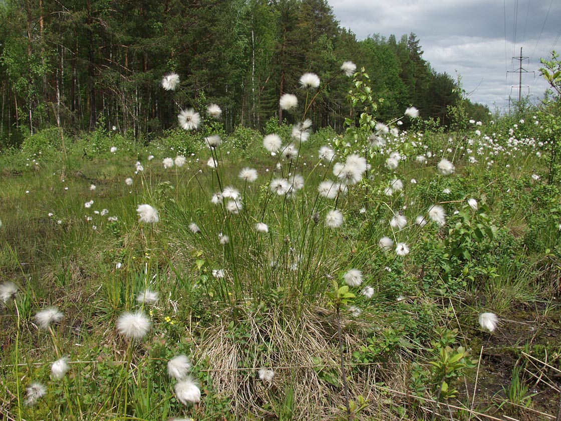 Image of Eriophorum vaginatum specimen.