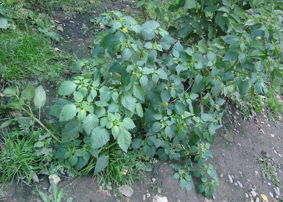 Image of Physalis ixocarpa specimen.