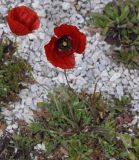 genus Papaver