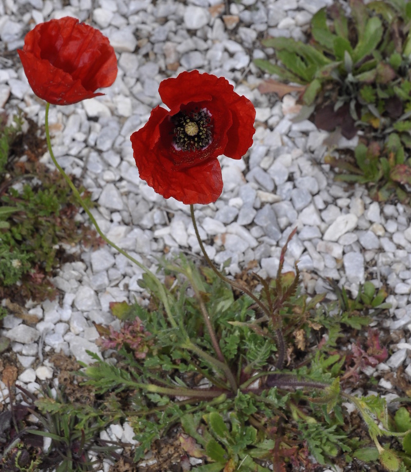 Image of genus Papaver specimen.