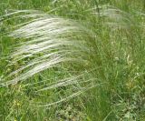 род Stipa