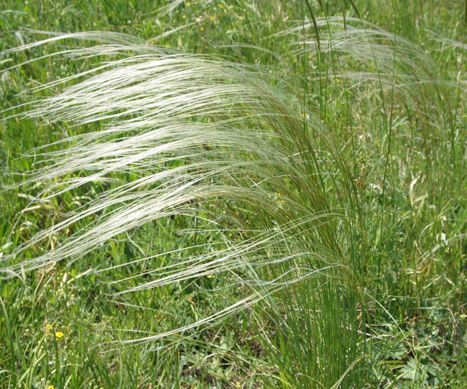 Image of genus Stipa specimen.