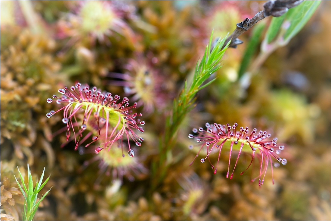 Image of Drosera rotundifolia specimen.