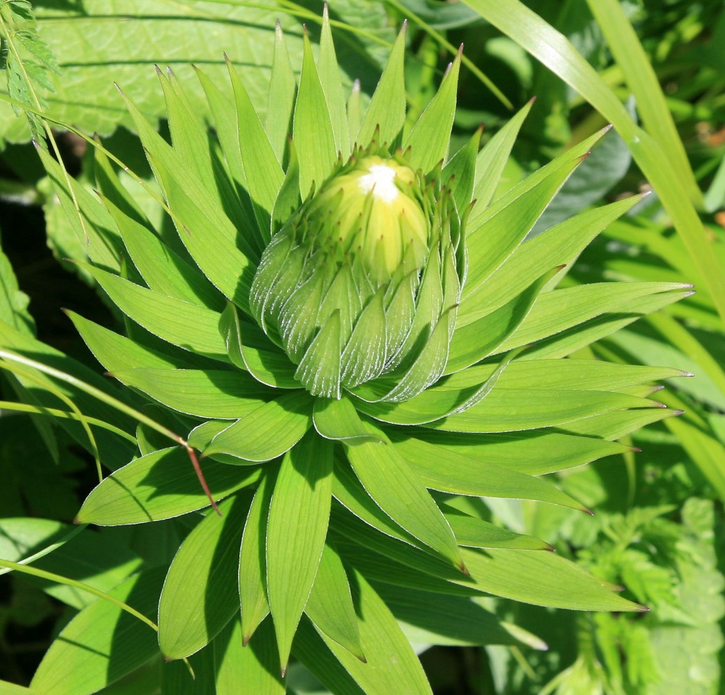 Image of genus Lilium specimen.